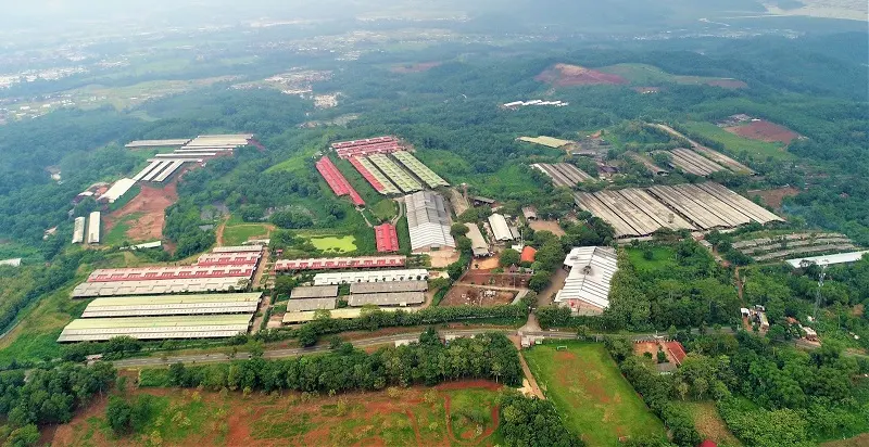 Widodo Makmur (WMUU) Right Issue 6 Miliar Saham, Potensi Dilusi 31,69%